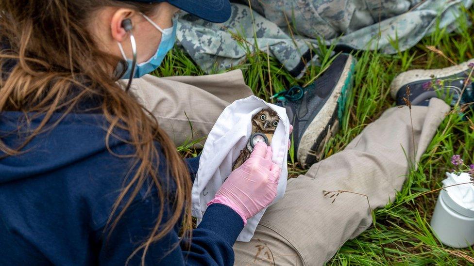 Volunteer checking over a burrowing owl