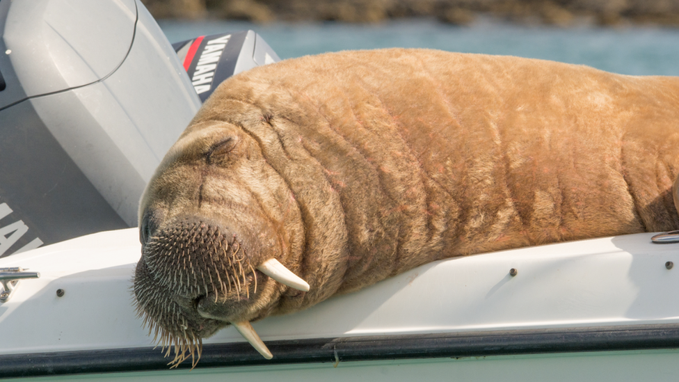 Wally the walrus on a boat