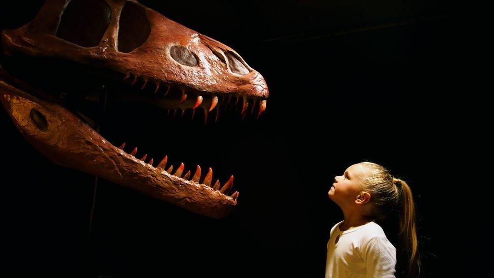 Little girl looking at dinosaur skull