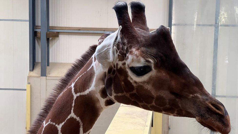 a giraffe's head with brown patches