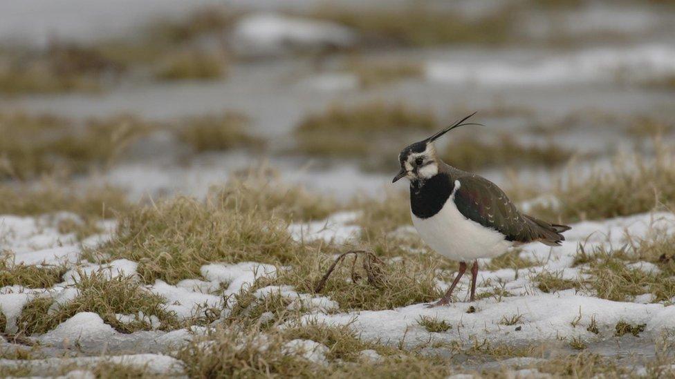 Lapwing