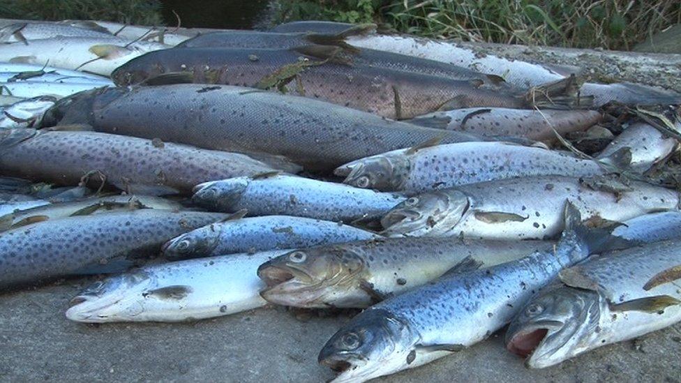 More than 1,600 fish were killed after a chemical leaked into Annsborough River, near Newcastle, on Saturday.