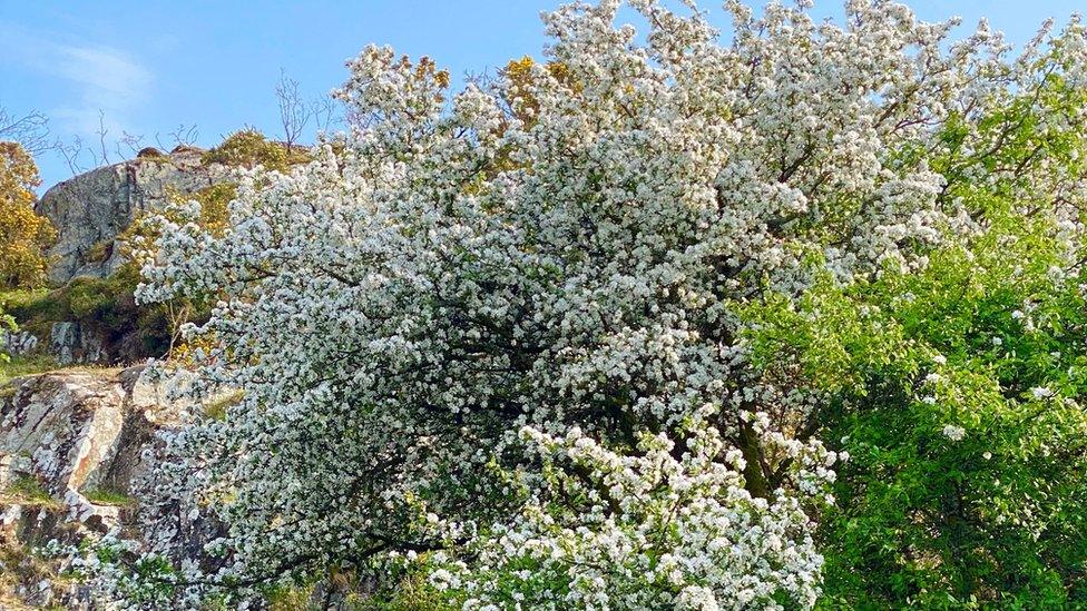 blackthorn-blossom.