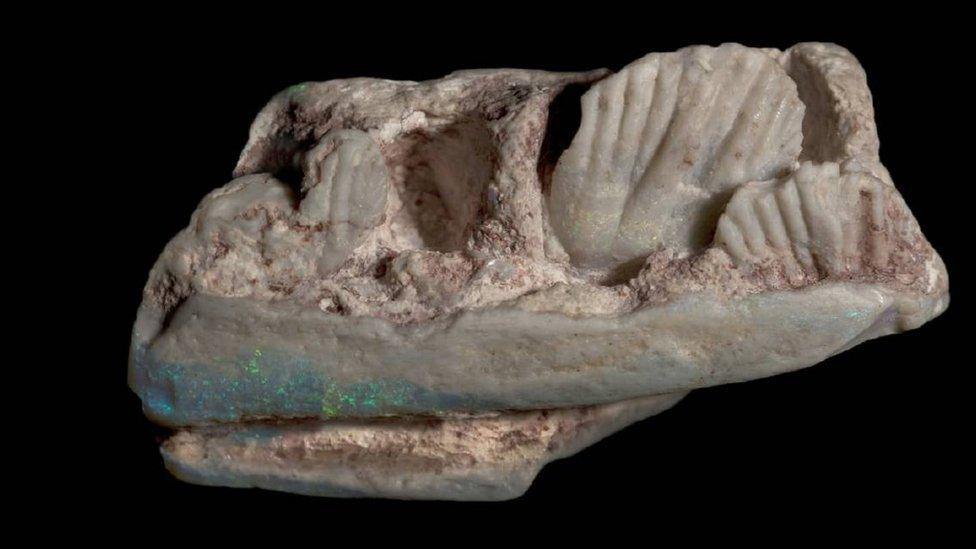 The opalised partial lower jaw of a new plant-eating dinosaur, Weewarrasaurus pobeni,