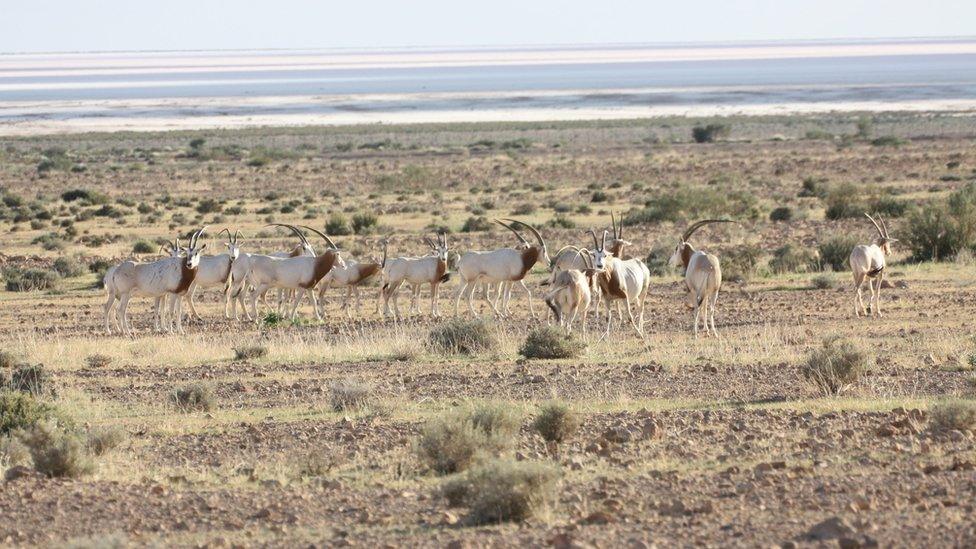 scimitar-horned oryx