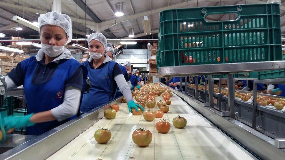 Women in the tomato packing room at Red Sun Farms