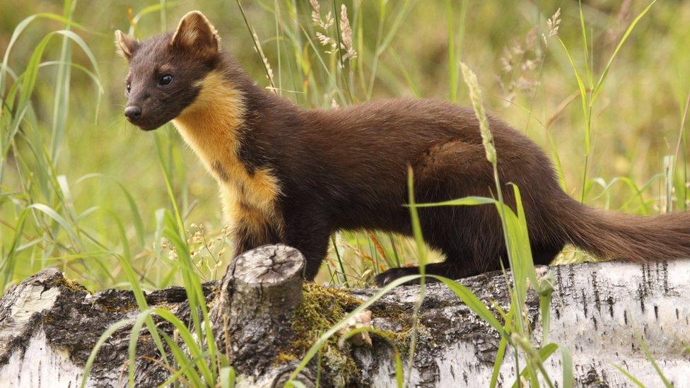 Pine Marten