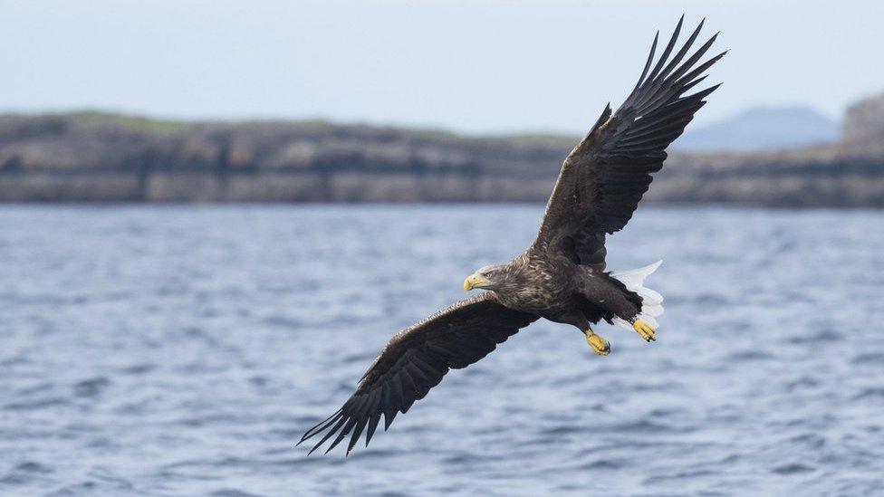 A white-tailed eagle