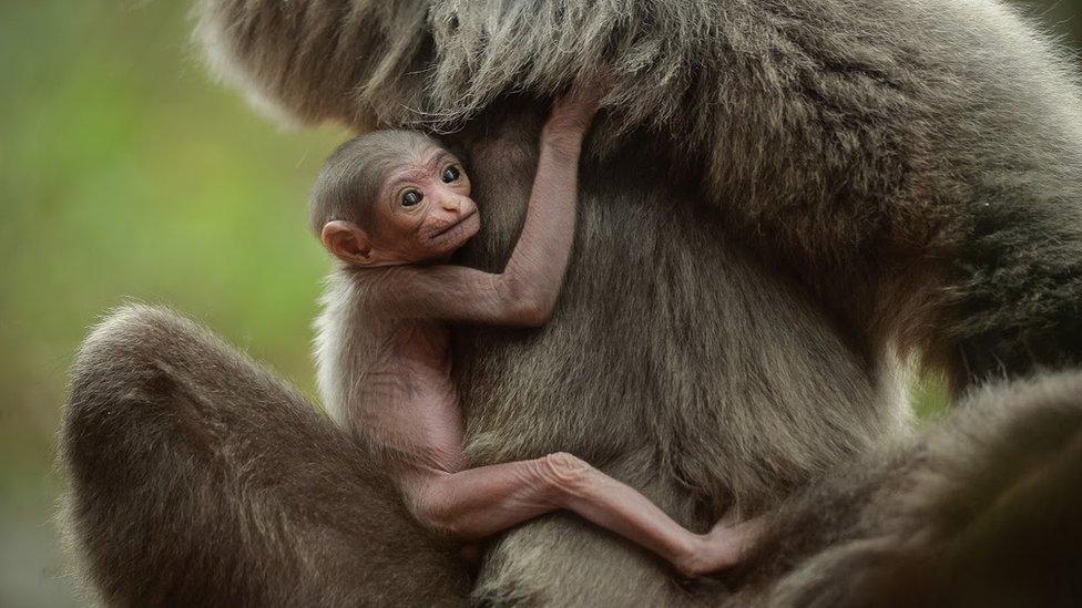 A 12-day-old silvery gibbon