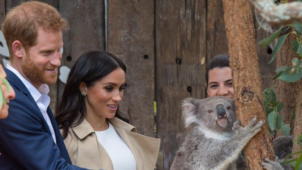 Prince Harry and Meghan with a koala bear