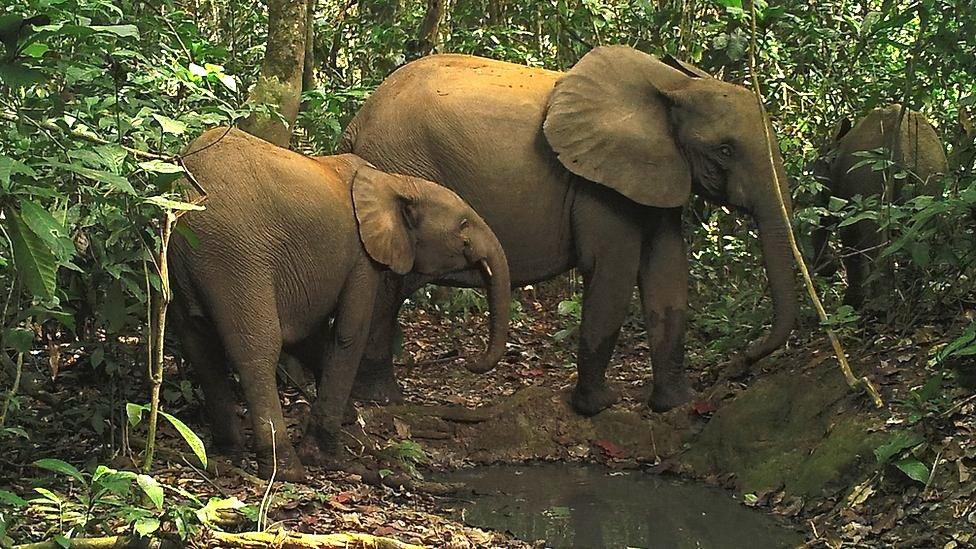 African elephants in the Dja reserve