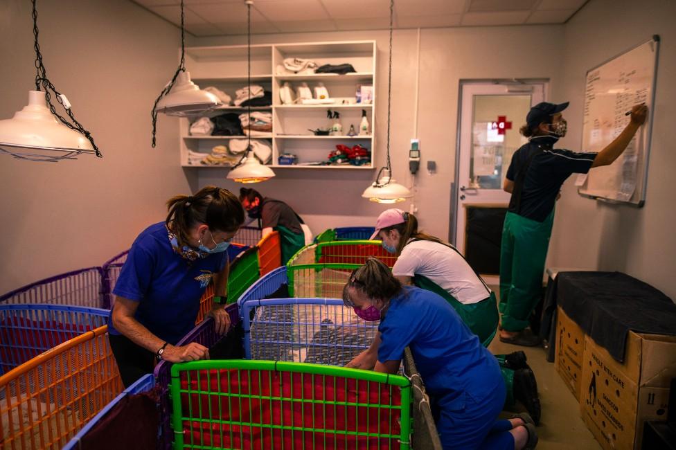 Cormorant chicks housed in pens next to a veterinarian's surgery