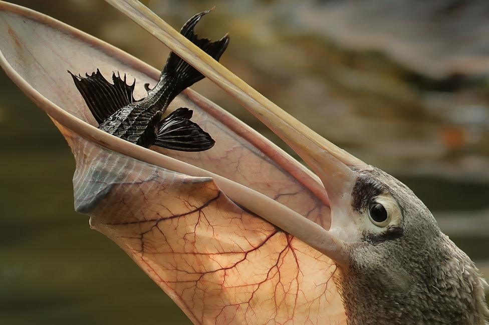 A Great white pelican bird tries to swallow a spiky black fish in its beak