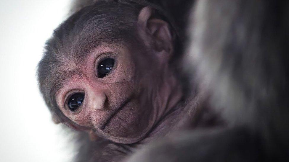 baby gibbon