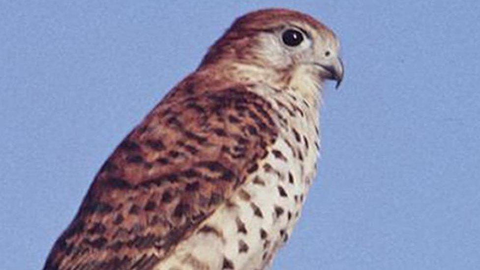 Generic picture of a kestrel