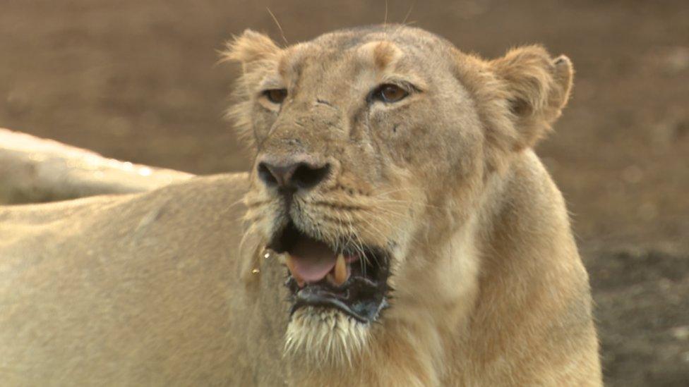 Lion in Gujarat