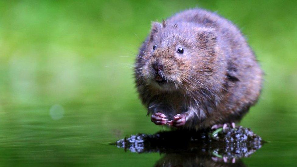 A water vole