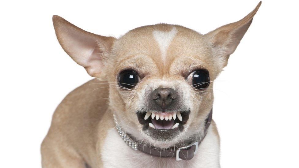 Angry Chihuahua