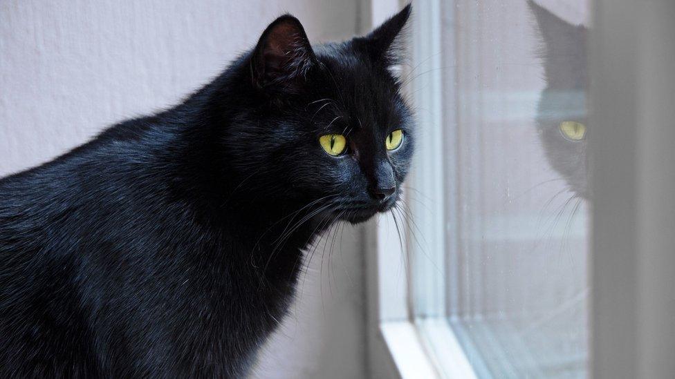 Cat at window