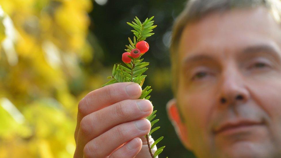 Fortingall Yew berries