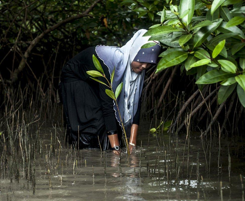 Planting mangrove trees