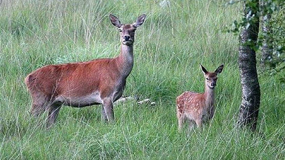 Red Deer at Rusland