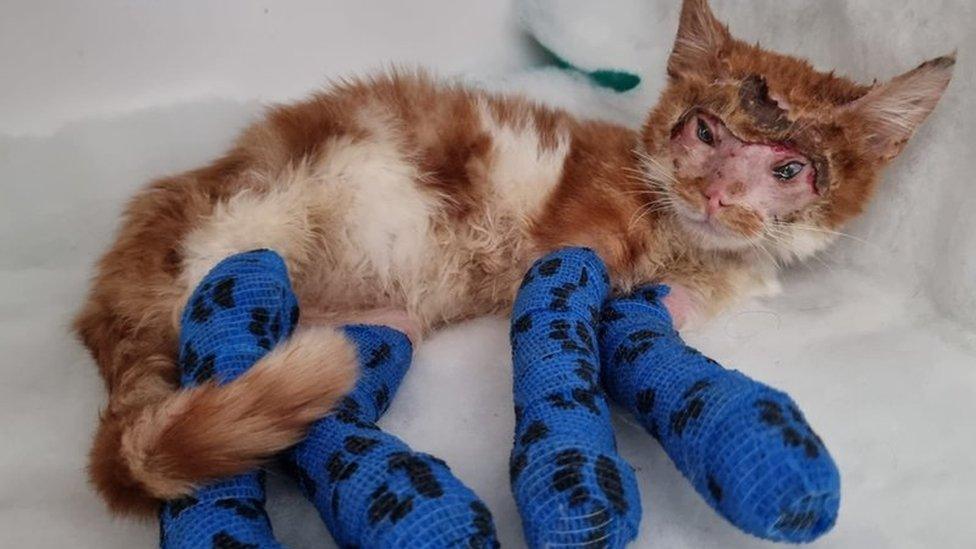 An injured cat