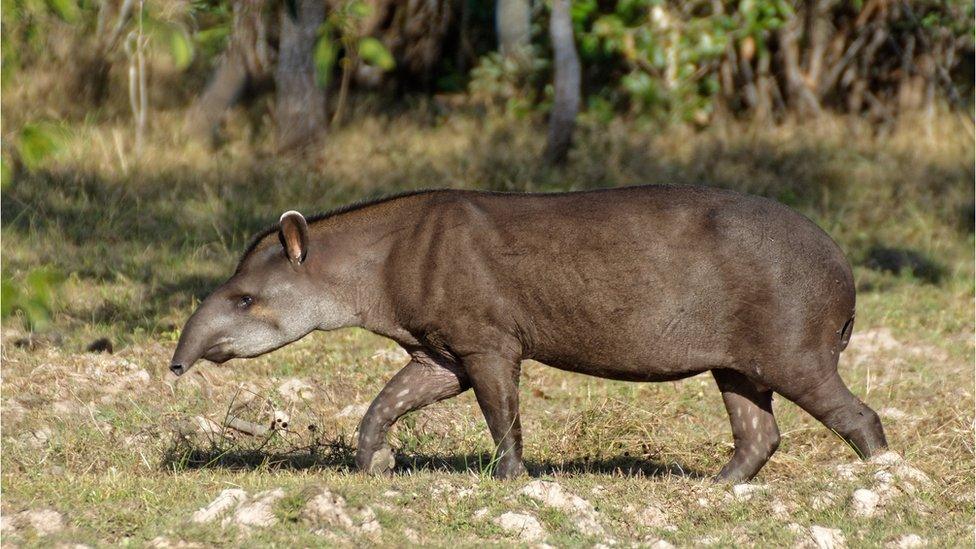 Lowland Tapir