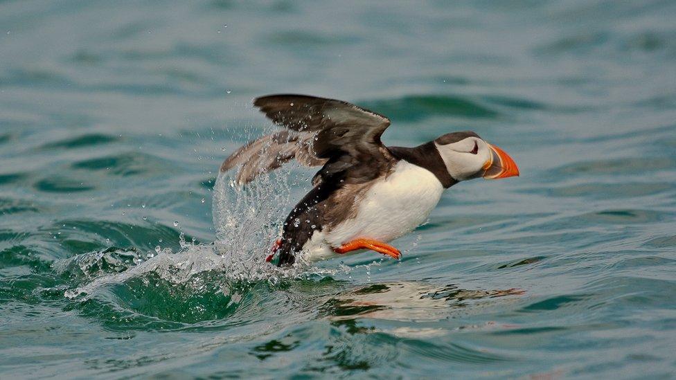 Puffin