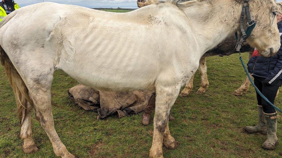 White horse whose ribs are clearly visible