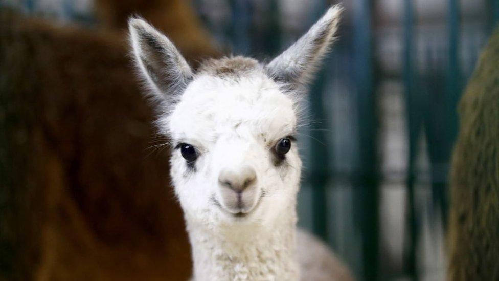 llama