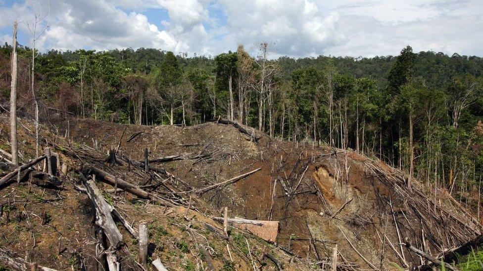 Rainforest in Indonesia