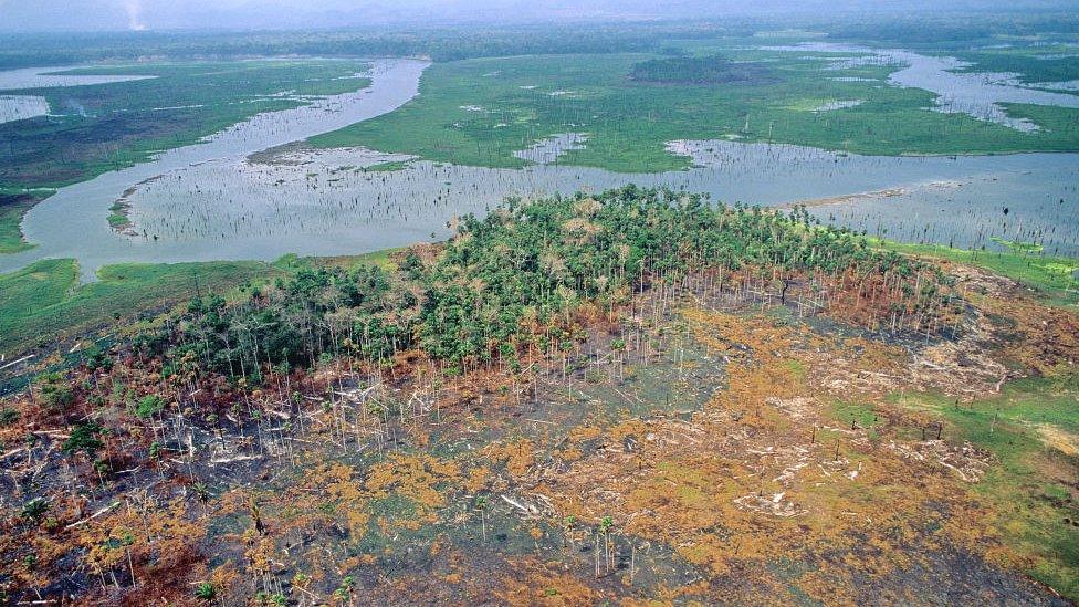 Deforestation, Panama