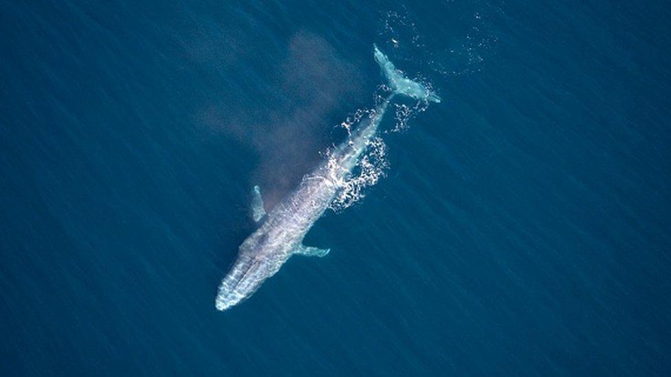 A blue whale