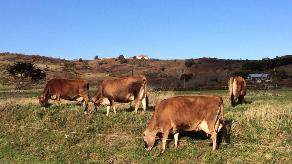 Cows in Jersey National Park land