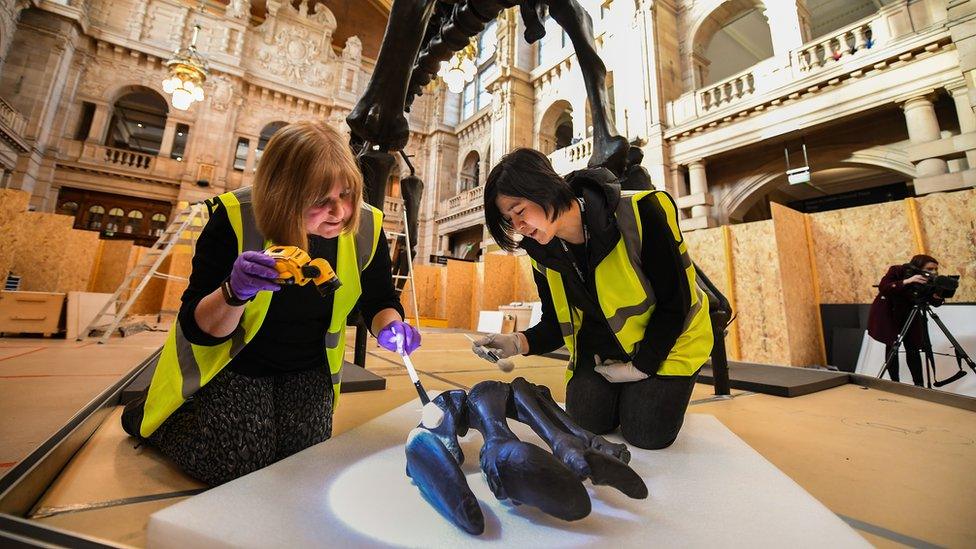 Dippy the dinosaur being constructed in Glasgow