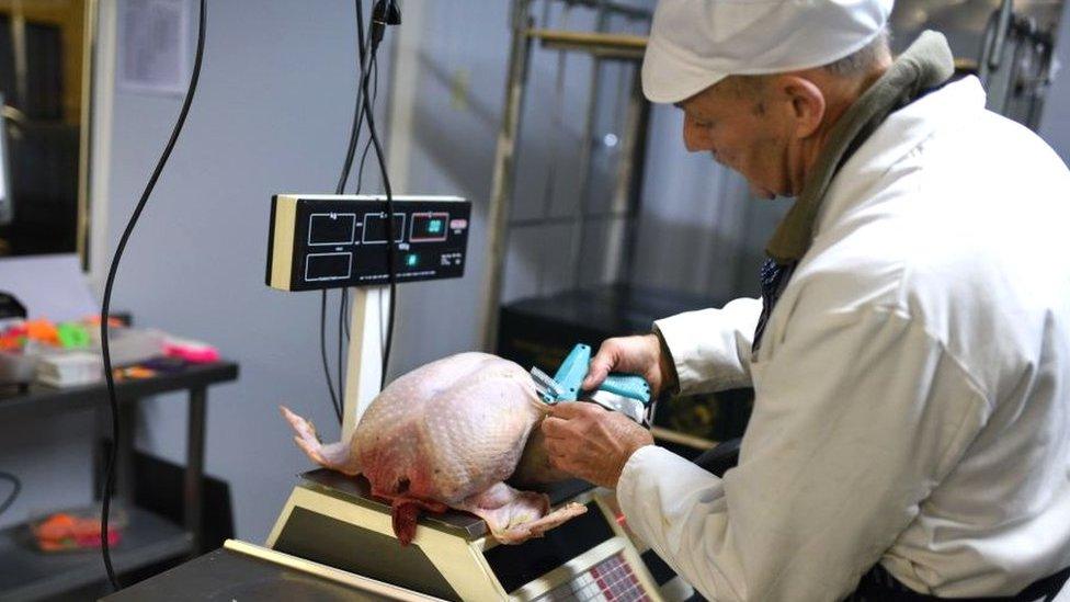 Poultry worker weighing a turkey