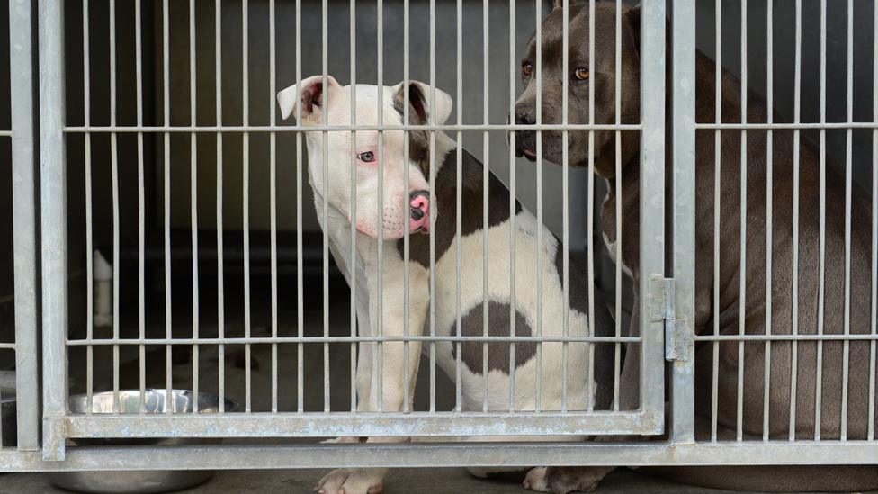 A pitbull in a cage