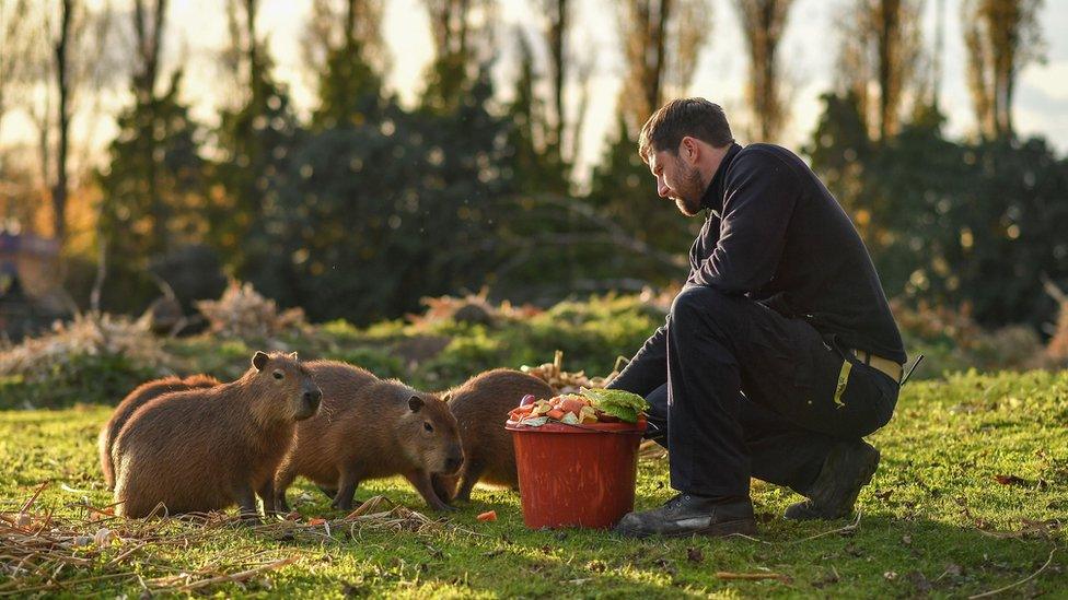 Dave White, team manager of small mammals, feeding the capybara