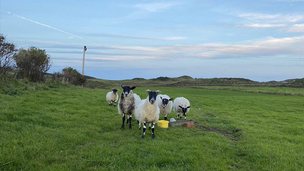 Sheep in a field