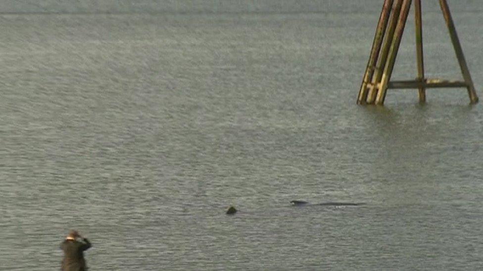 Motionless humpback whale