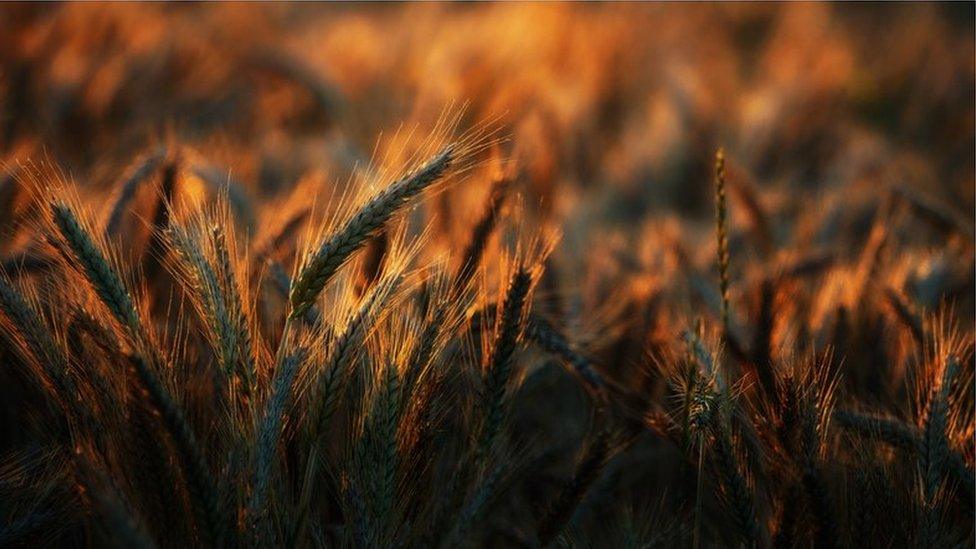 Wheat in a field