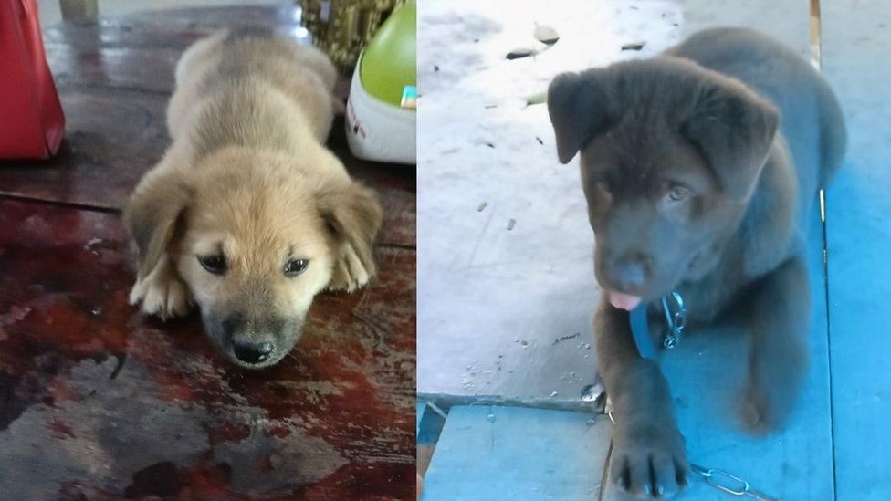 Composite image of two dogs side by side, one beige (L) and the other black (R)