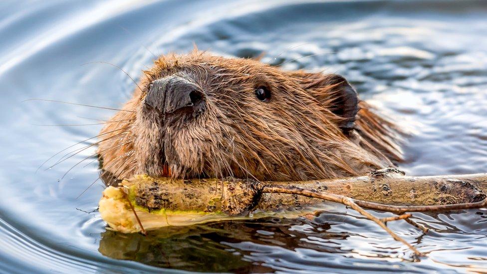 beaver-swimming