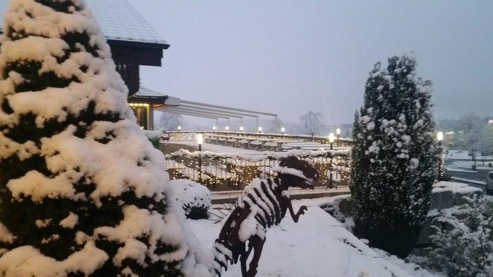 Snow covered dinosaur statue.