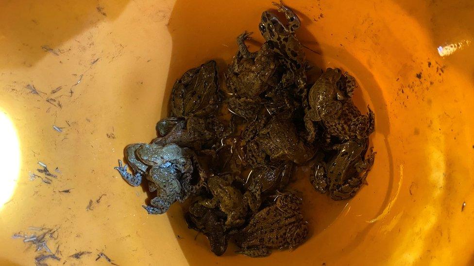 Rescued toads