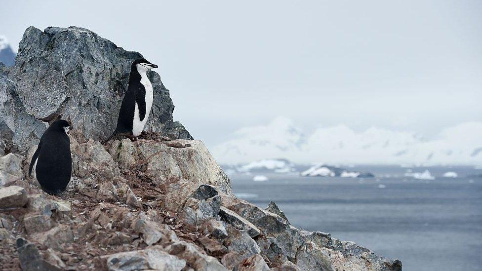 chinstrap-penguin.