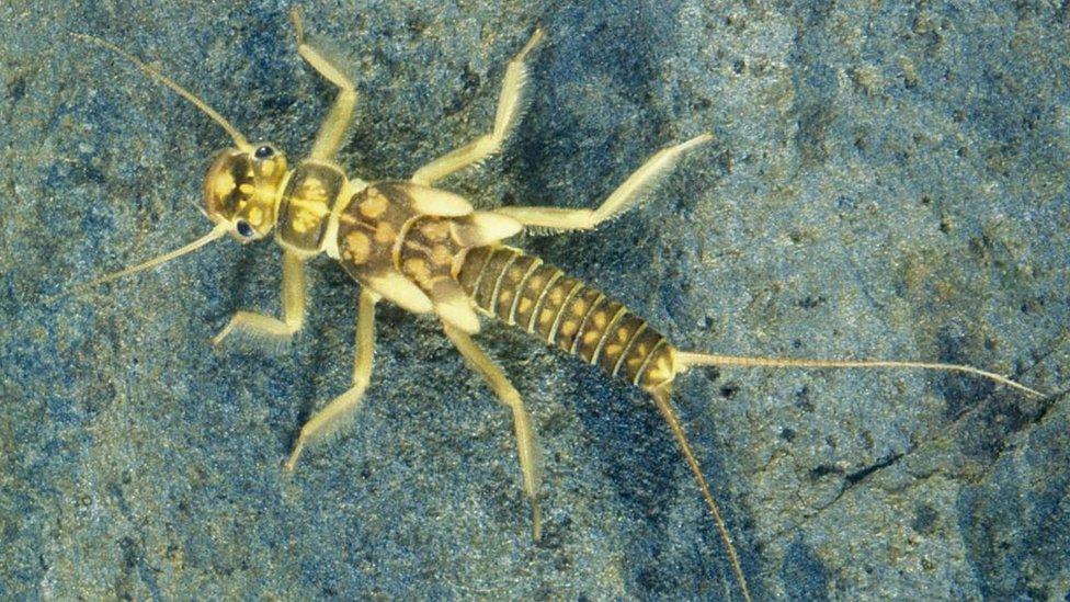 rare medium stonefly