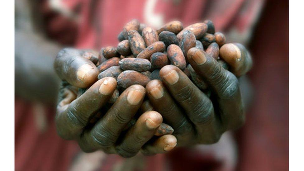 Cocoa beans