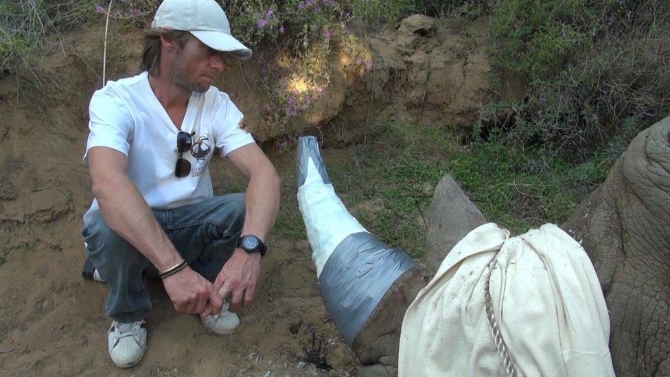 Damian Vergnaud with a rhino whose horn is being replaced with a 3D printed horn